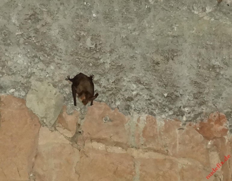 Fledermaus
